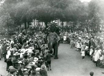 Crowds of visitors watch an elephant ride at London Zoo, August bank holiday, 1922